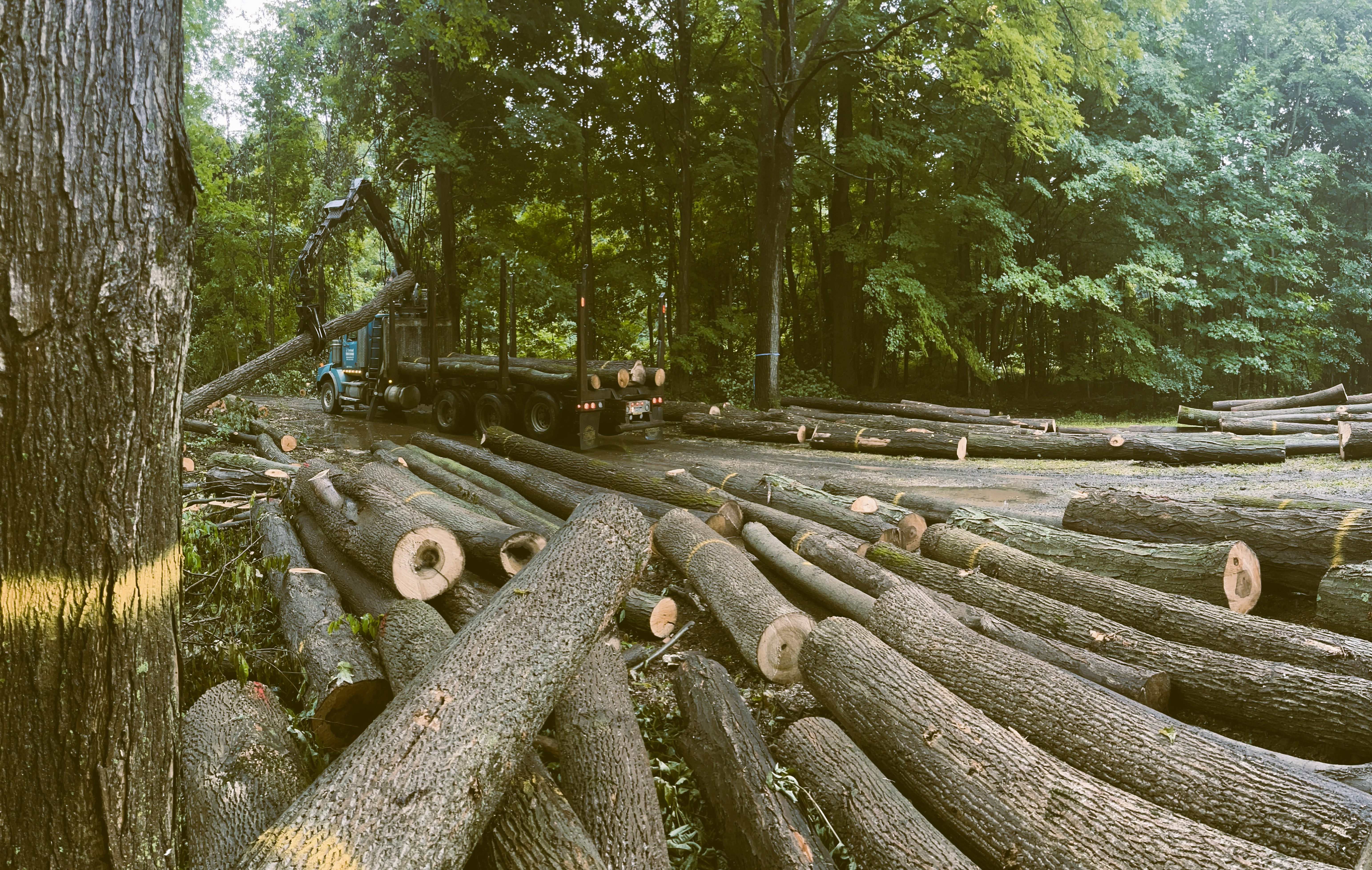Managed forest in Western Pennsylvania